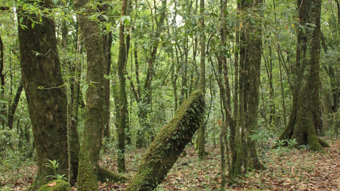Ancient monoliths in Mawphlang sacred grove