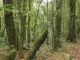 Ancient monoliths in Mawphlang sacred grove