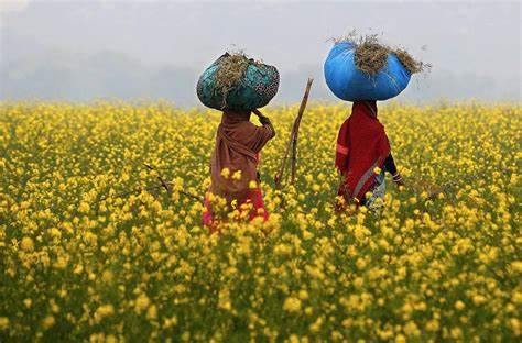 Mustard fields